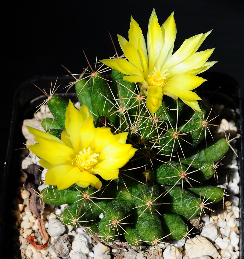 Mammillaria longimamma